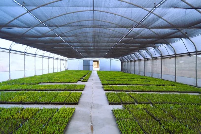 How to Choose Quality Kanna Supplements and Why It Matters