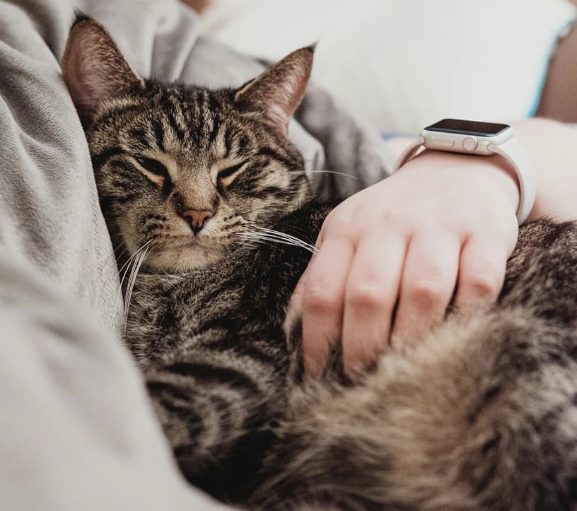 Kanna for Dogs and Cats: A Natural Herb for Pet Anxiety