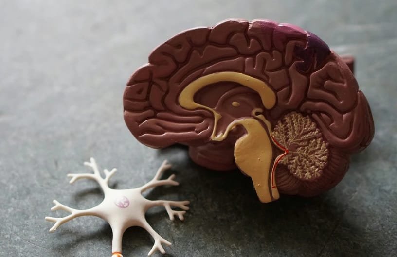 How Kanna Affects the Brain: Alkaloids, Mood, and Cognitive Benefits